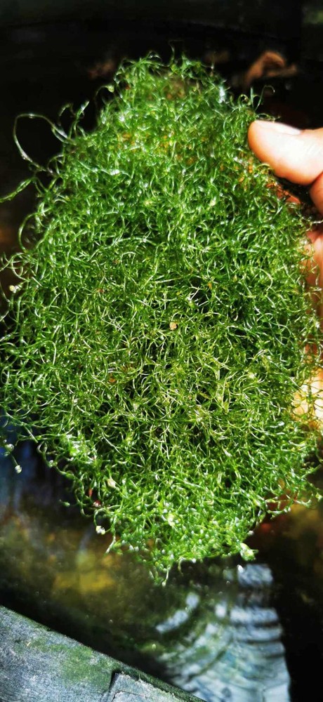 Live Chaeto / Chaetomorpha Algae