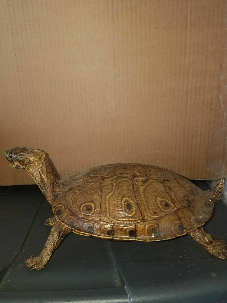 Awesome real turtle taxidermy.