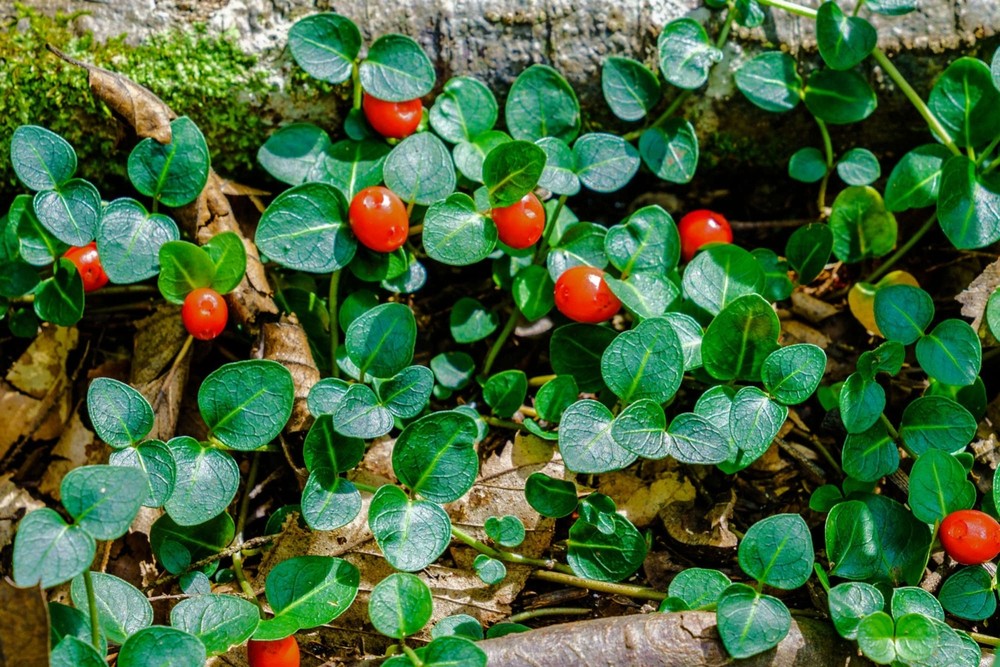 10 Partridge Berry Mitchella repens Bare Roots