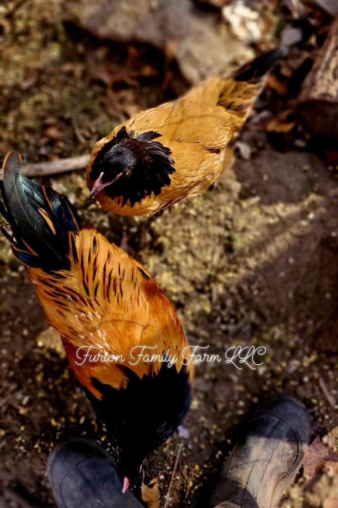 6 Vorwerk Chicken Hatching Eggs *RARE*