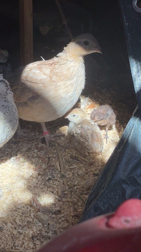 6+ Mixed Bobwhite Hatching Eggs