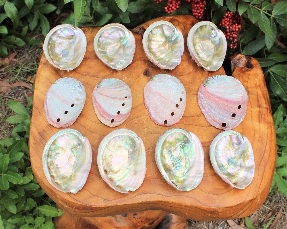 10 Pack Small Abalone Shell Gift Box: Natural Shells For Smudging, Crafting, etc