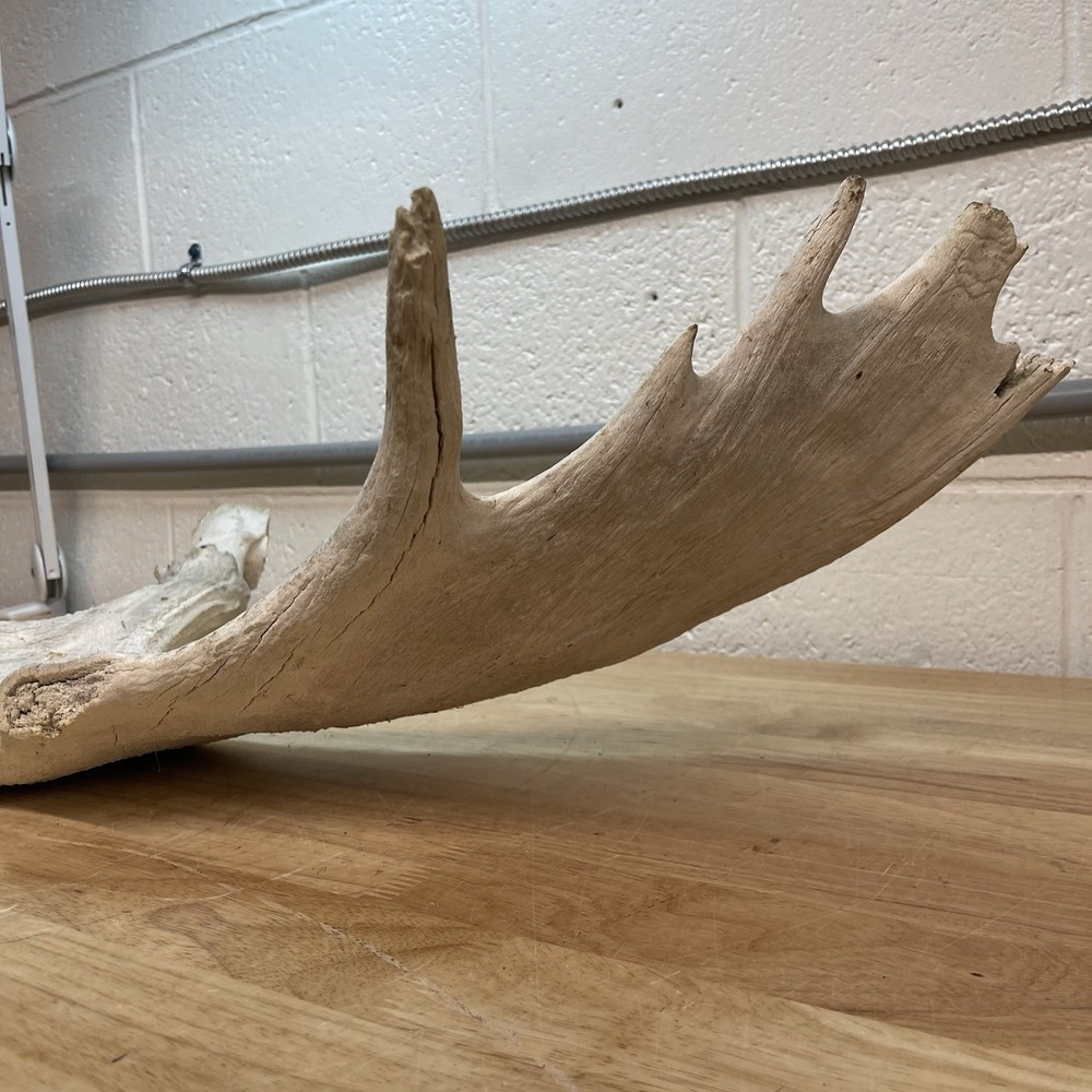 Genuine Moose Antler 30” & 6.95lbs