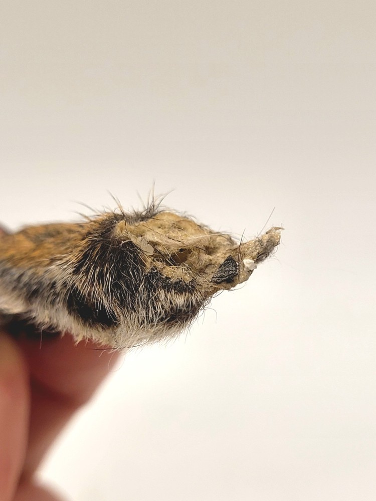 Authentic Squirrel Foot - Excellent Condition - Ethically Sourced