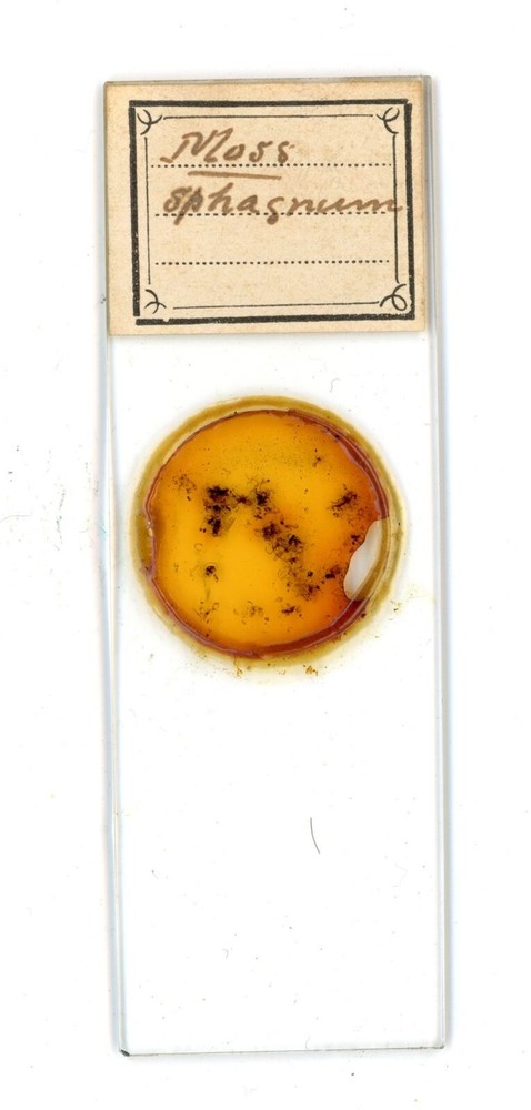 Antique glass Microscope slide Moss Sphagnum sample #61