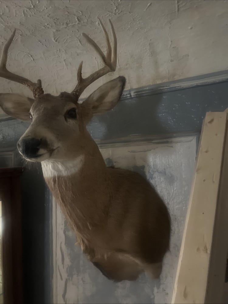 8 point whitetail deer mount