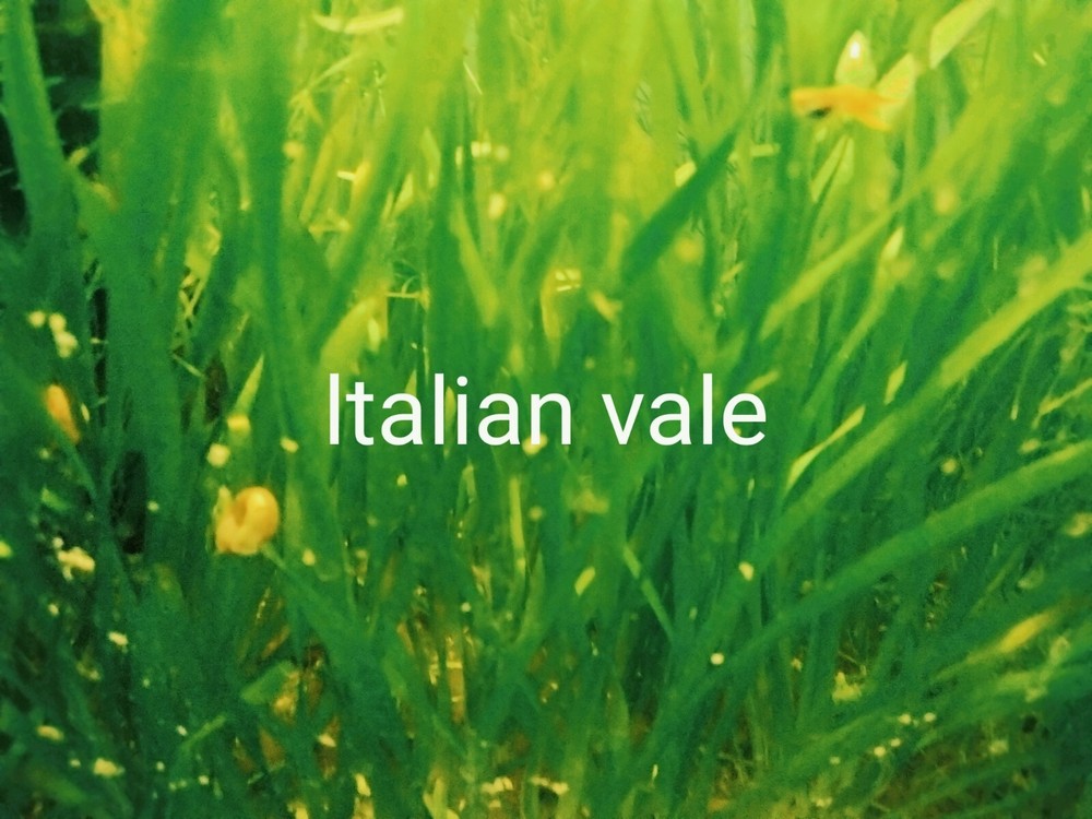ITALIAN VALE 6 plants