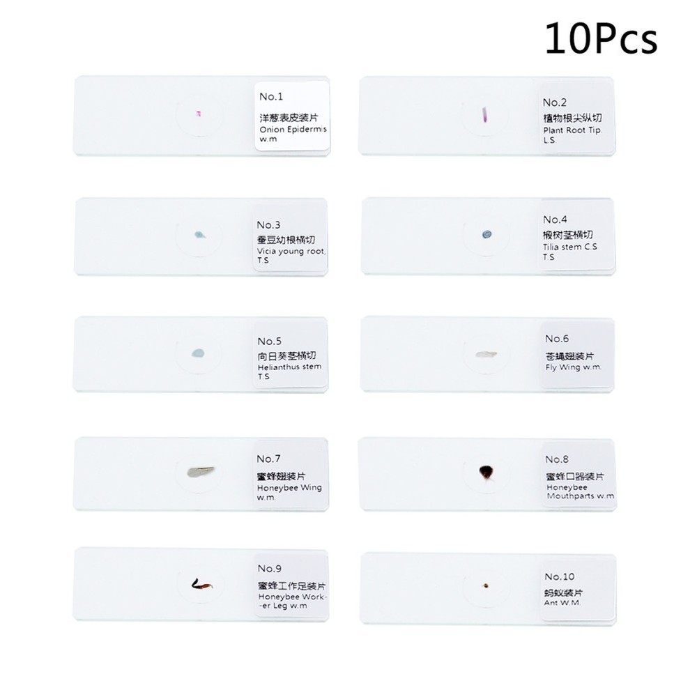 10 PCS/Set Insect Observation Tool Microscope Slides with Specimens Biology