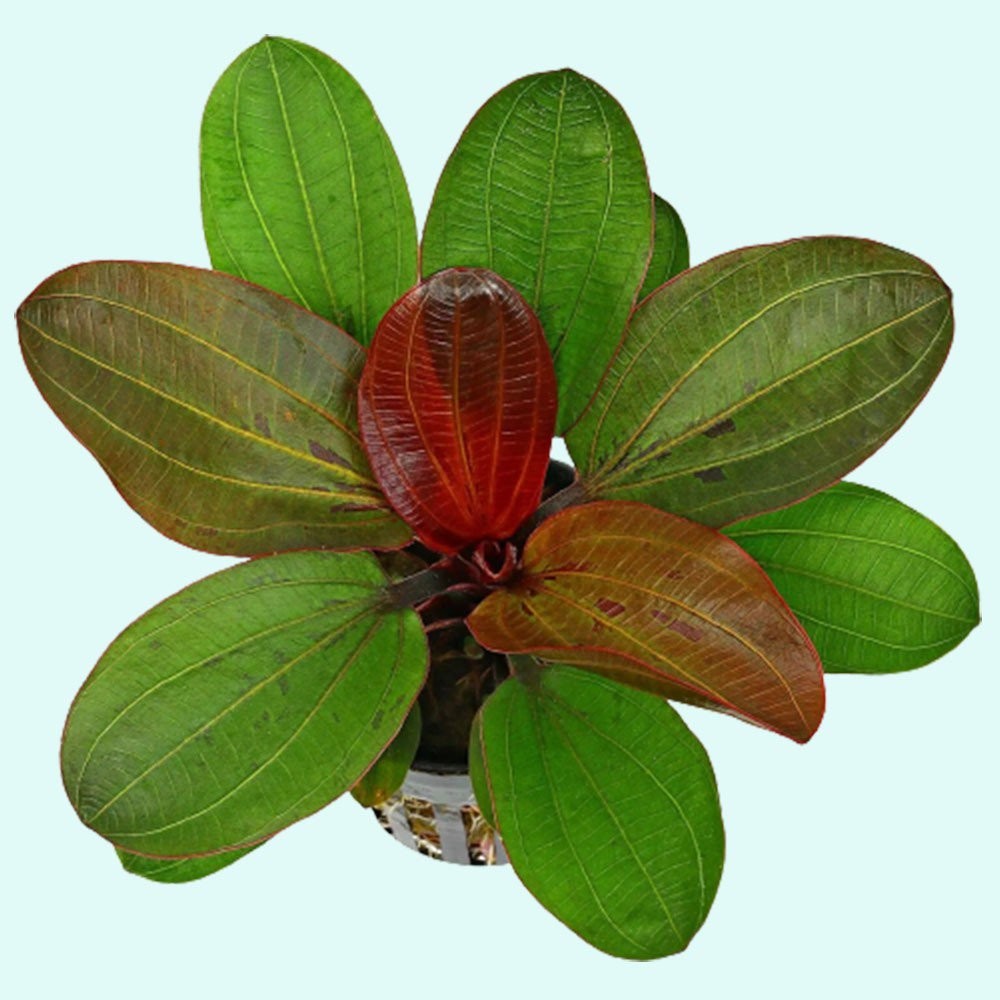 Amazon Sword Echinodorus (Red Pearl) Small