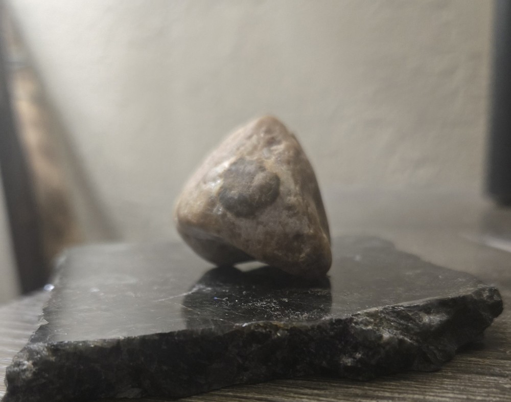 Rare Petrified Reptile Head