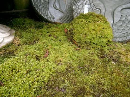 Mixed Flats of Moss