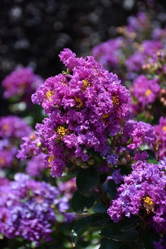 Crape Myrtle Tree 2 Bare-root