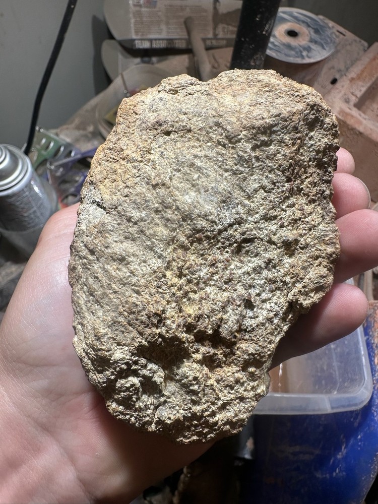 Dinosaur bone polished knuckle end cut specimen.