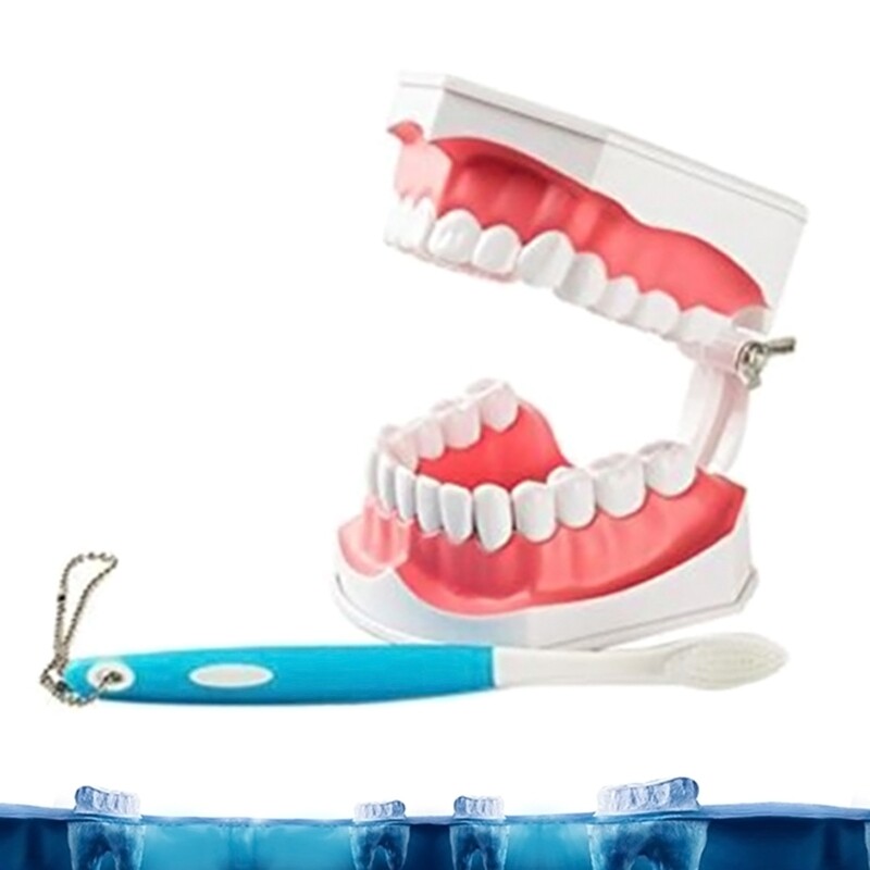 Dental Teaching Model with A Teeth Brush Dentist Educational Demonstration Tool