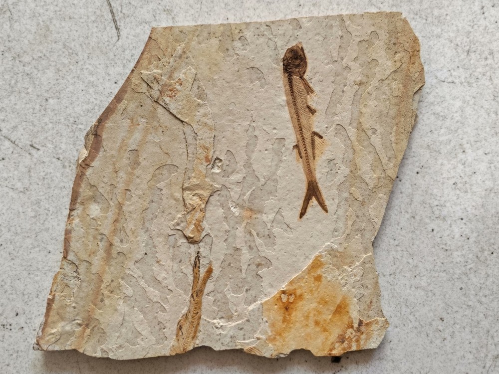 authentic and unique wolf fin fish fossils