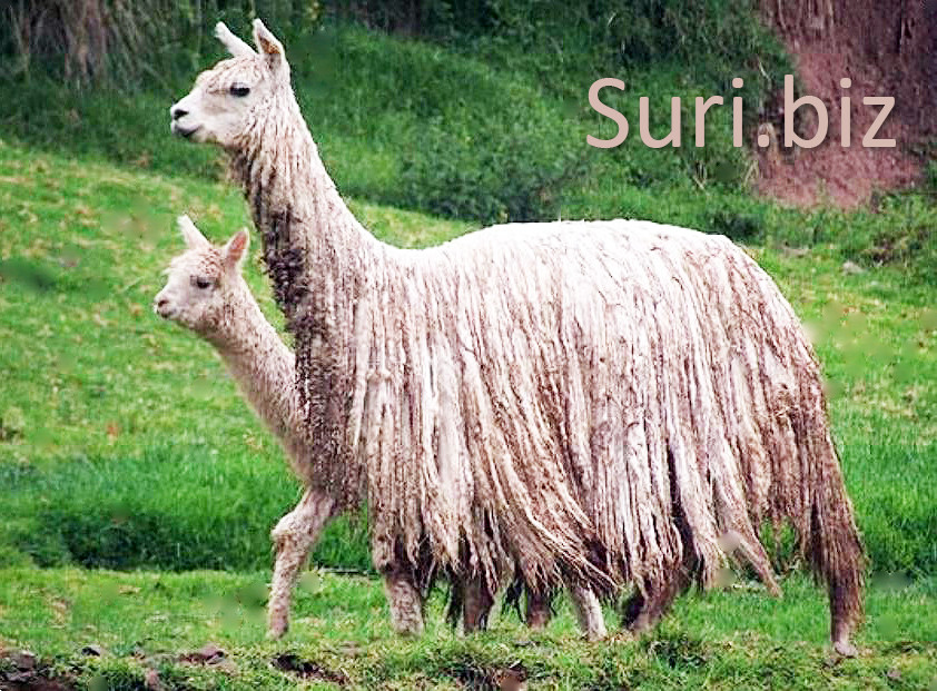 Suri.biz