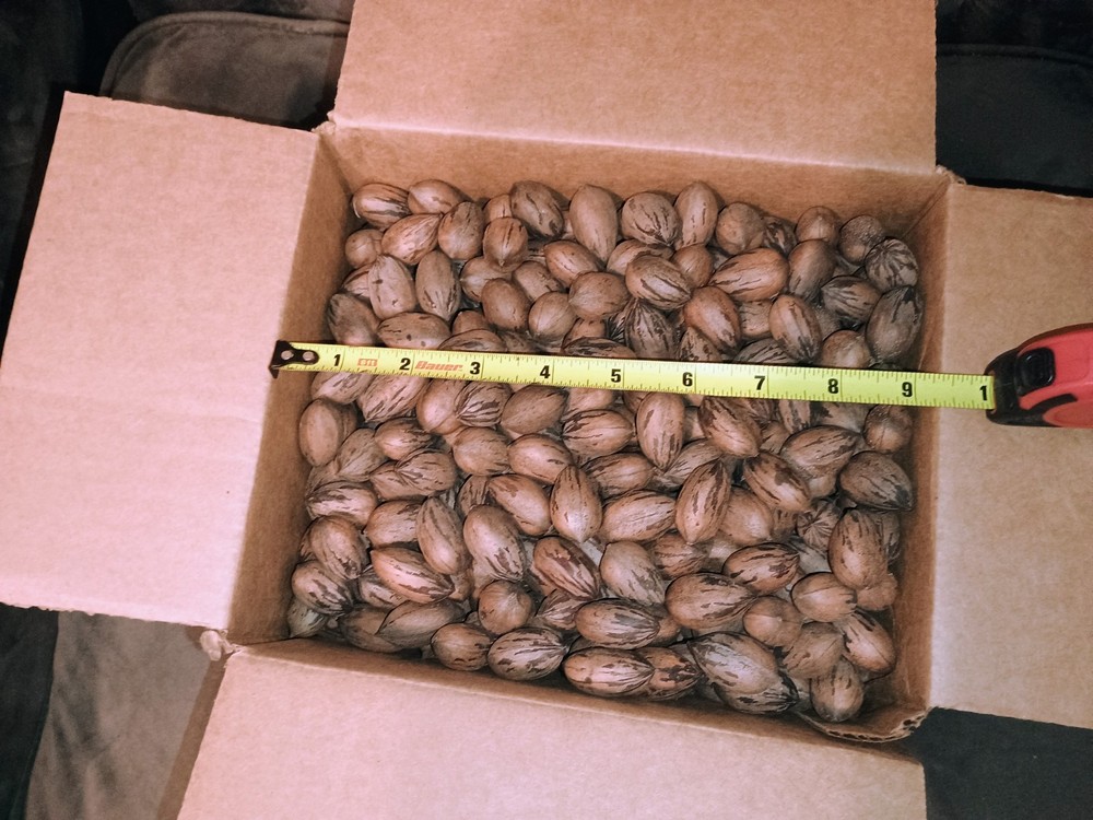 5 lbs 2025 Stock Georgia pecans