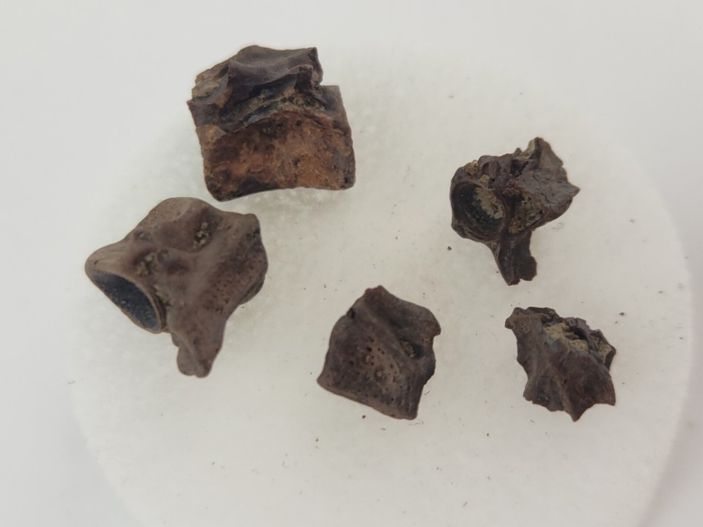 Lance Formation Micro Fossil Pack - Perfect for Teaching / Education - 70 Pieces