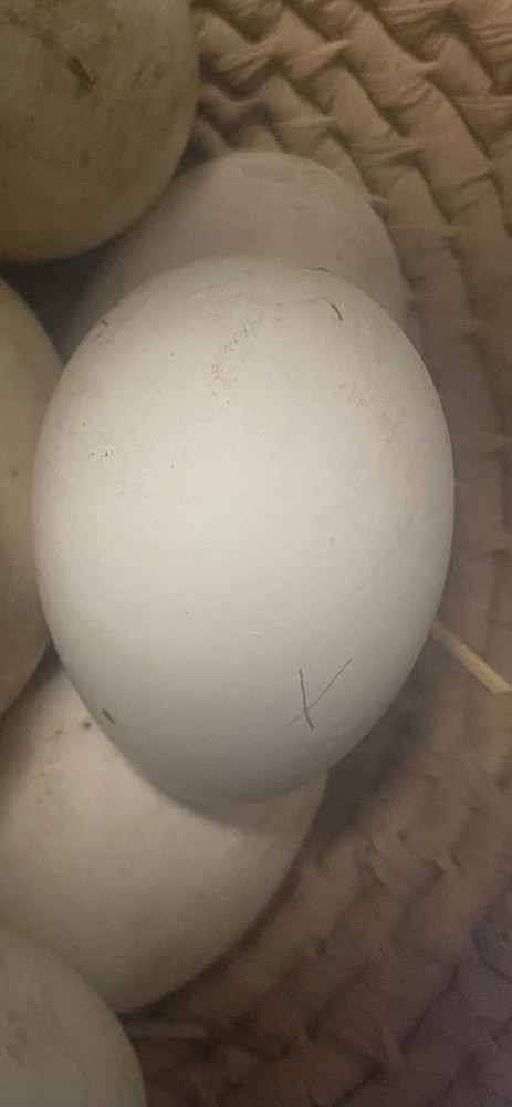 2 Geese Eggs Barnyard Mix Hatching Eggs