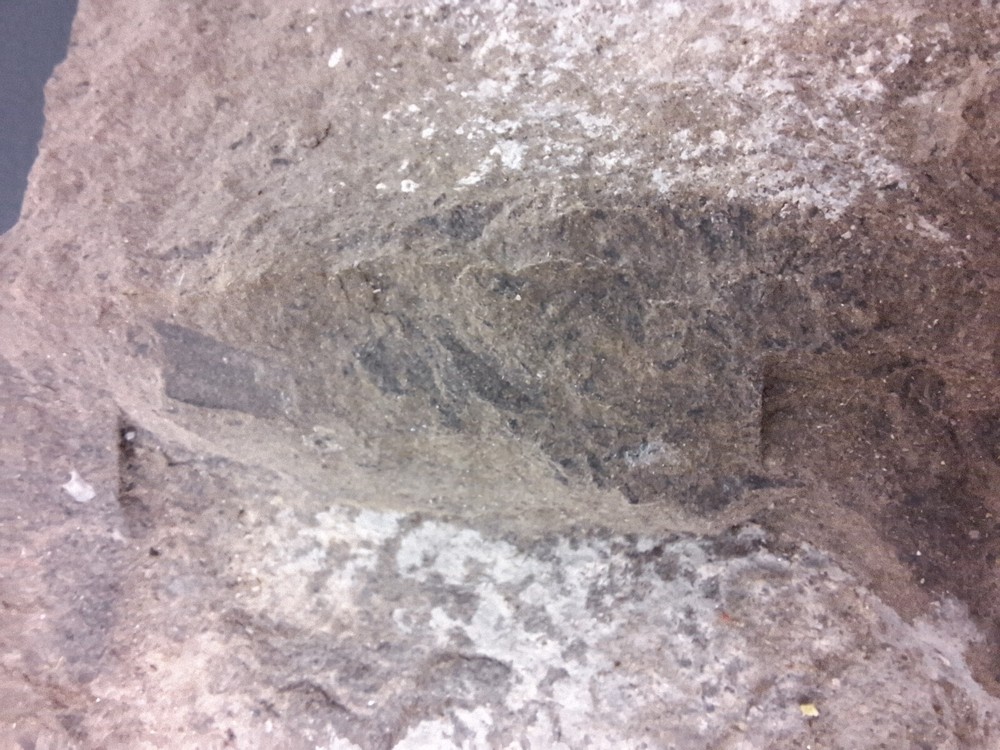 Calamite Stem Lepidodendron Paliozoic Devonian Carboniferous Virginia