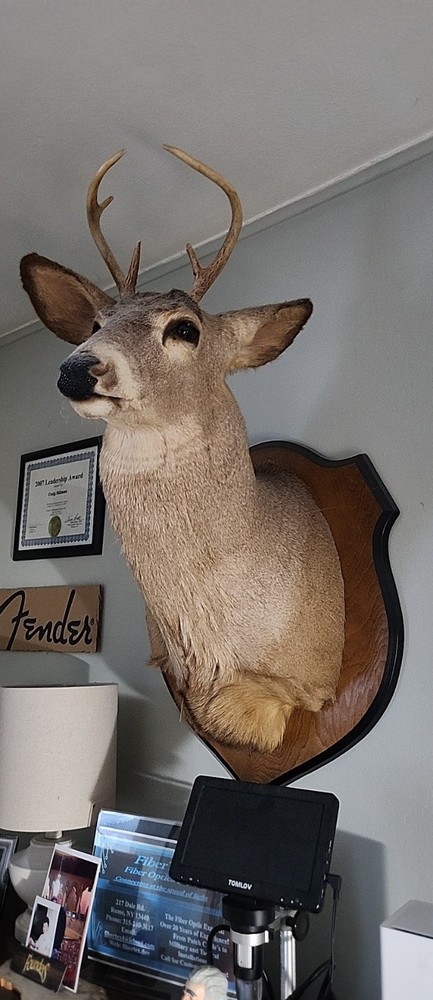 5 Point Deer Head Wall Mount