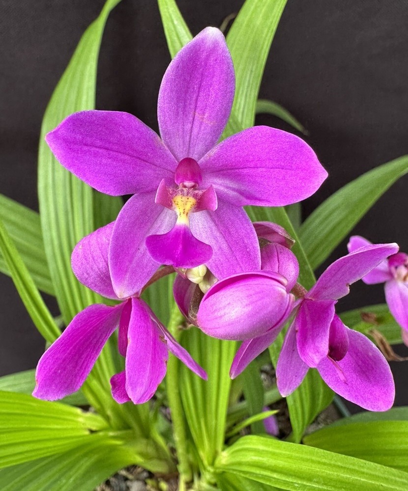 Spathoglottis Plicata - Ground Orchid. Potted.