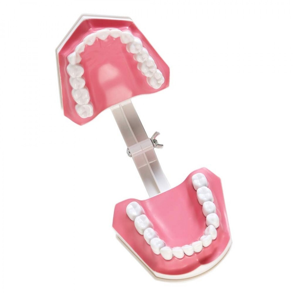 Dental Teeth With Toothbrush Model For Teaching/Studying Dental