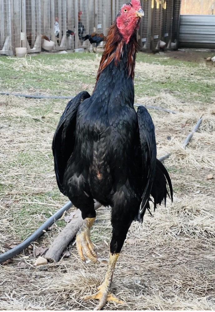 Thai Chicken Hatching eggs