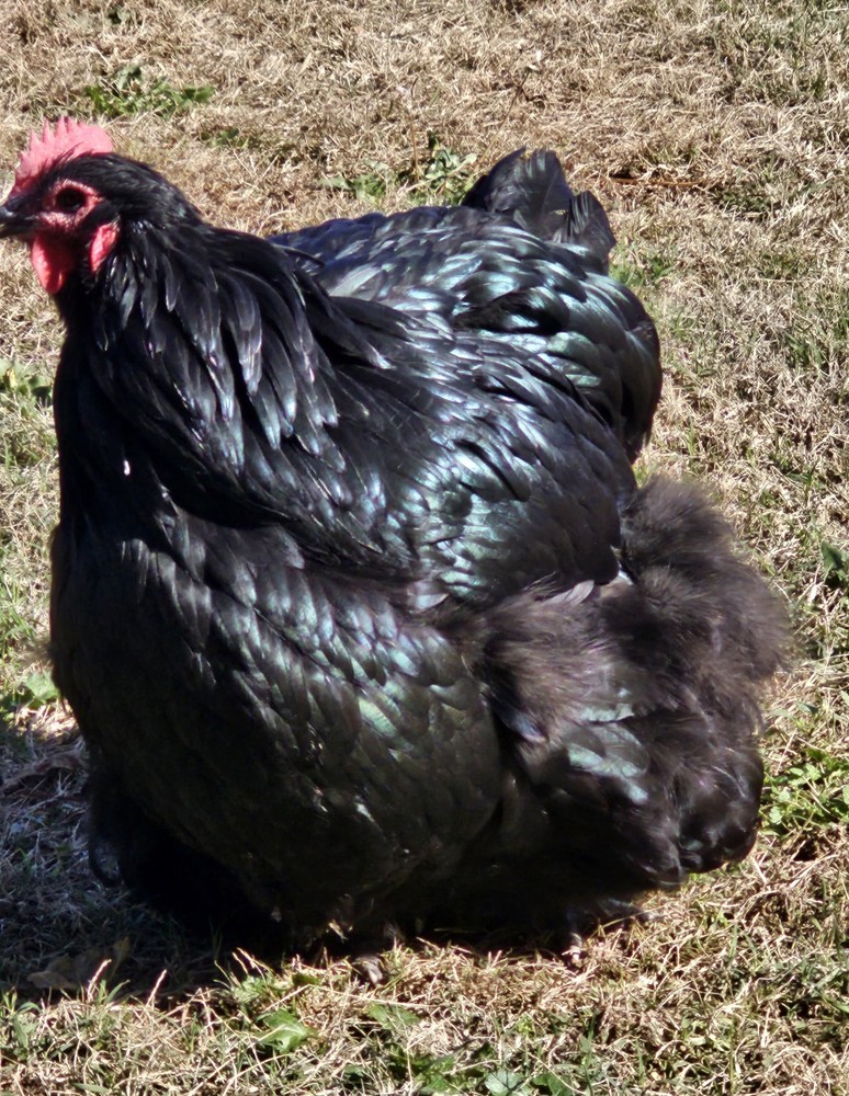 8+ English Black Orpington Hatching Eggs