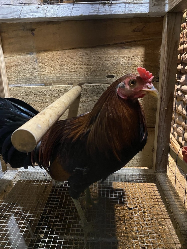 8 Month Old Hatch Stag