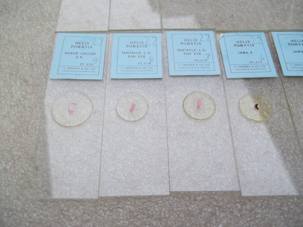 Vintage Glass Microscope Slides -