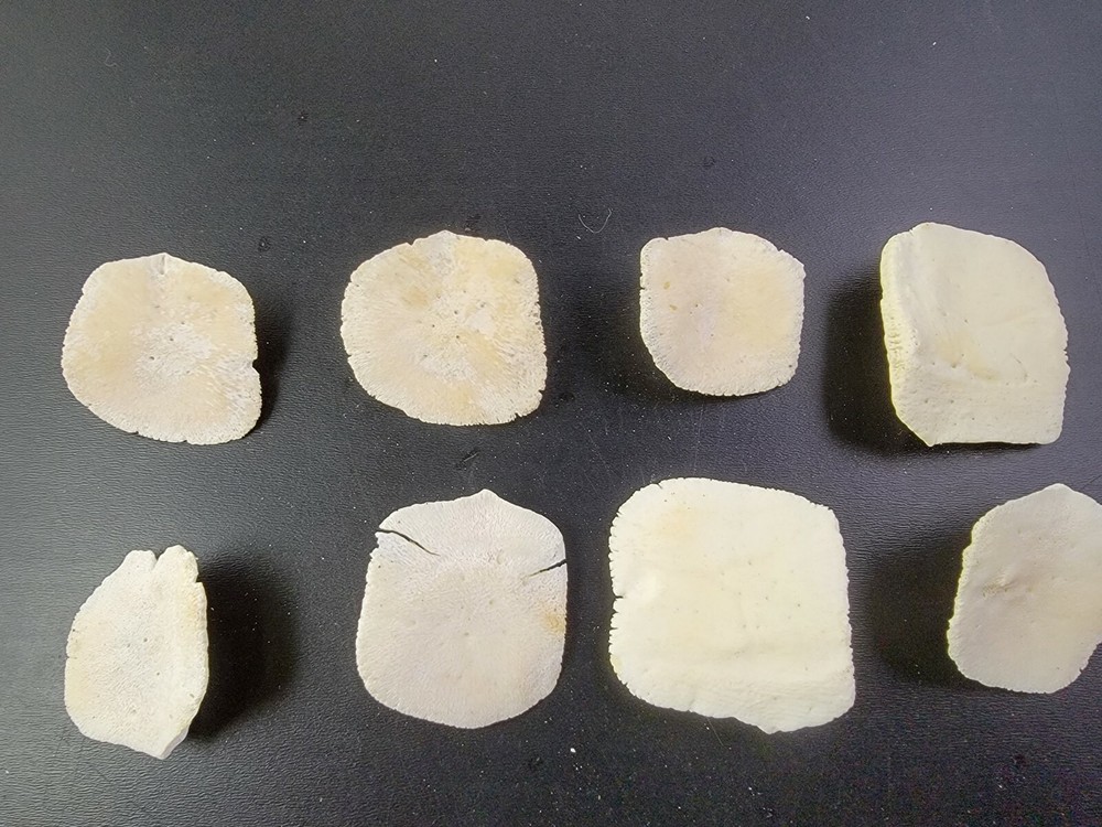 Gator ALLIGATOR BACK SCUTE bone bones BONY skutes croc weird OSTEODERMS CLEAN