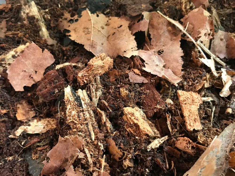 Premium Millipede Substrate for Flat & Round Millipedes