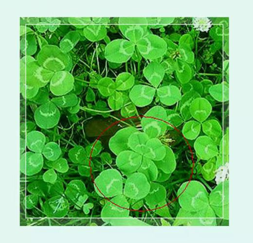 Real 4 Leaf Clover Book Mark Laminated Lucky Clover *