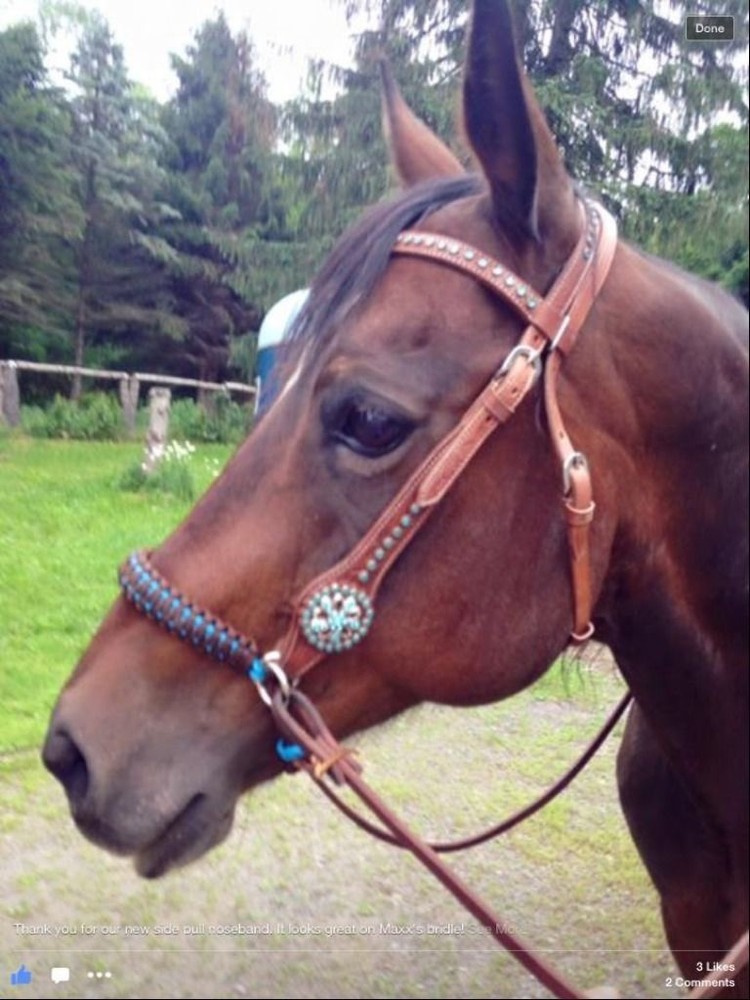 side pull hackamore attachment brown bitless bridle hackamore...mini to draft