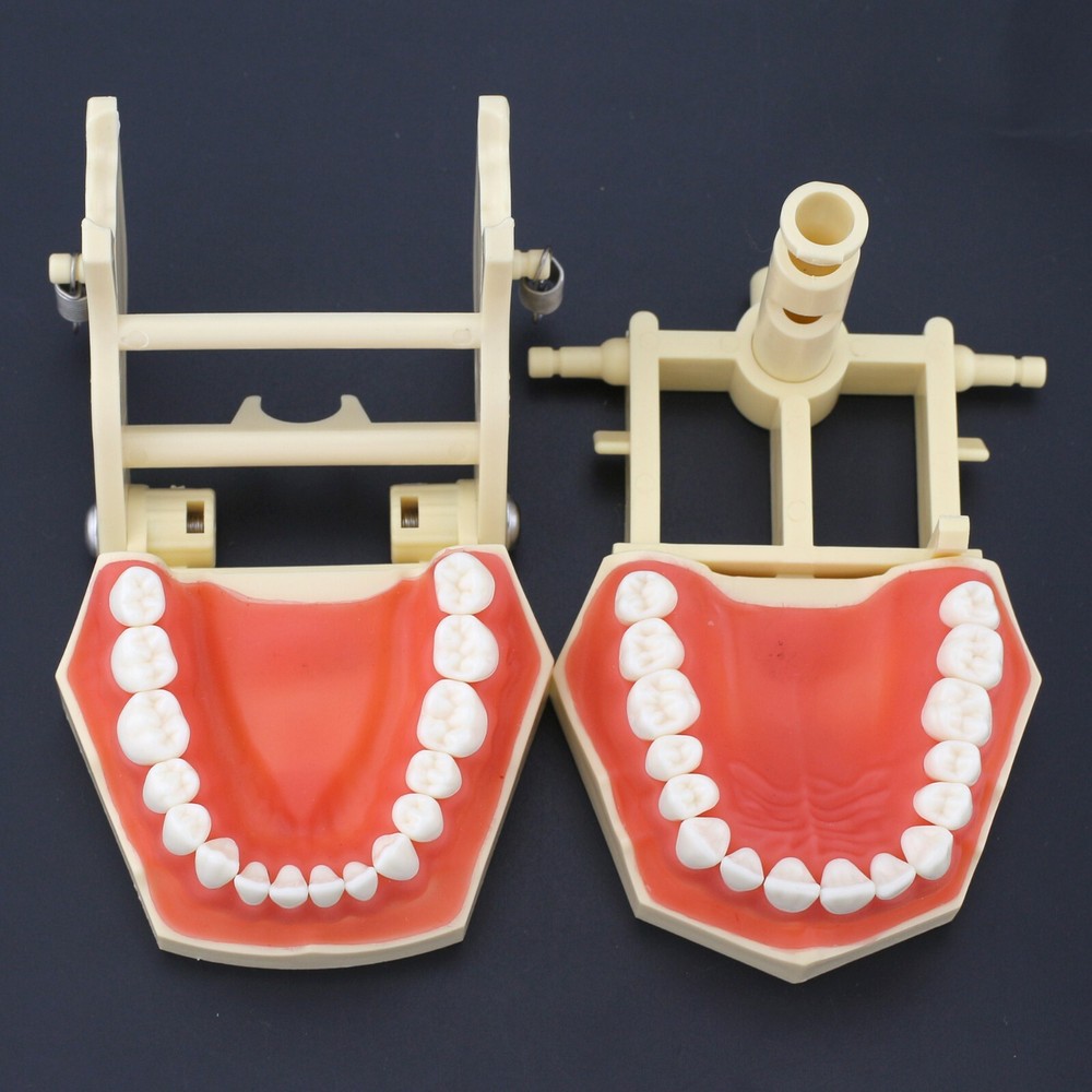 Frasaco AG3 Type Dental Restorative Prep Typodont Model 28/32pc Removable Teeth