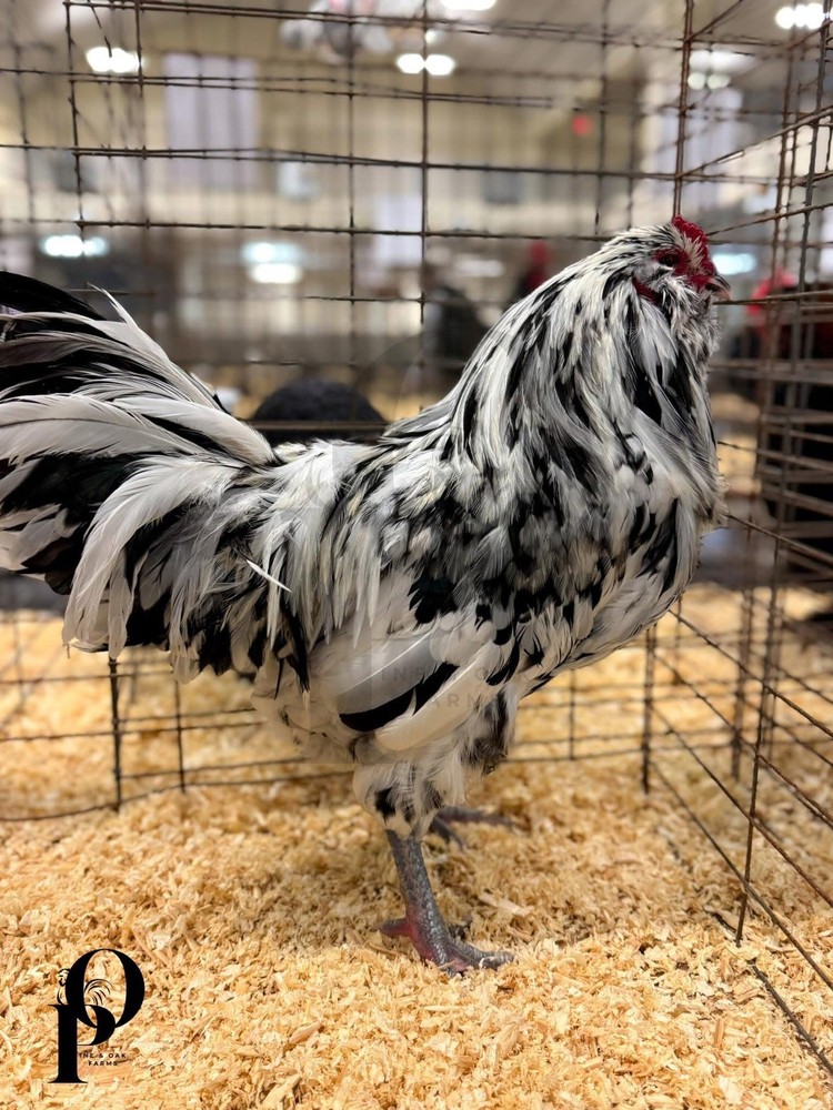 ERMINE AMERAUCANA 🤍🖤 Hatching Eggs 12+