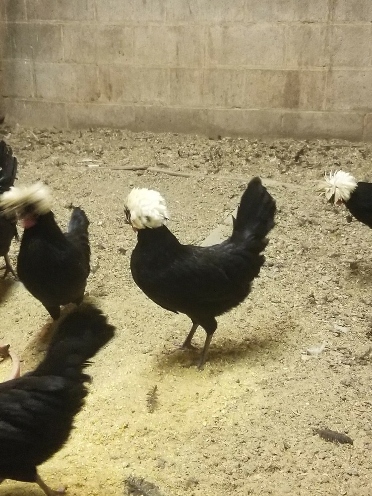 White Crested Black Polish Hatching Eggs - Chicken