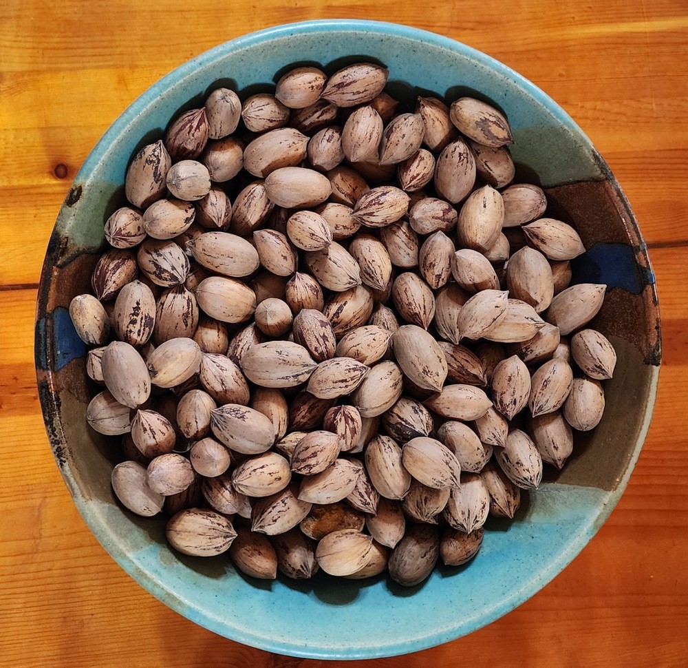5 lbs. 2025 Fresh Crop of Texas Pecans In Shell