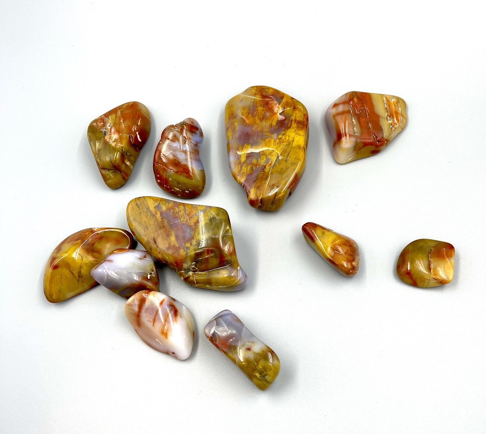 Polished Petrified Wood Assorted 9 Oz