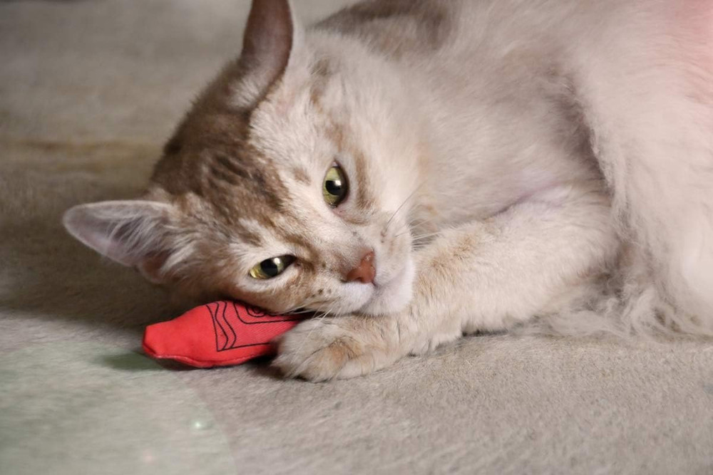 Catnip Crayon, 3 Count