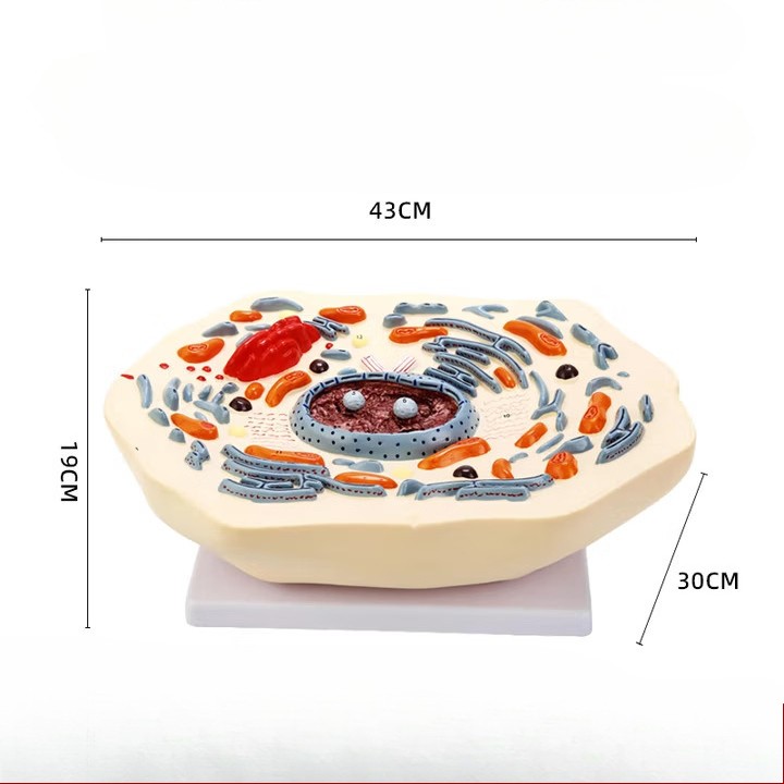 Animal Cell Mitosis Structure Magnify Model Animal Cell Model