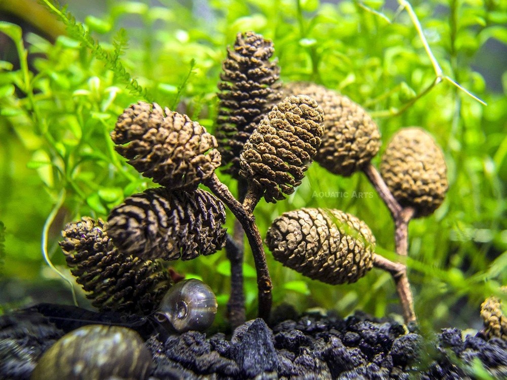 Aquatic Arts Botanical Combo Pack
