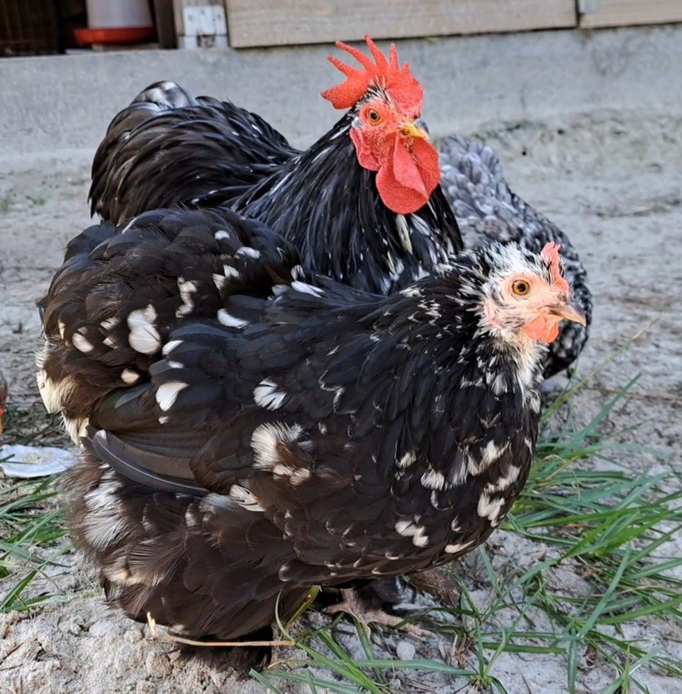1 Dozen Bantam Cochin Hatching Eggs