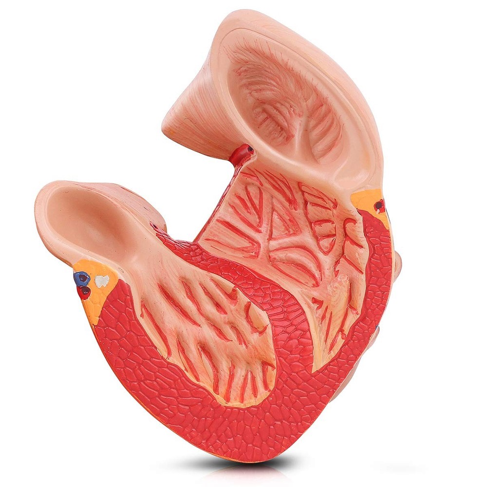 Human Heart Model, 2-Part Life Size Anatomically Accurate Numbered Heart Mode...