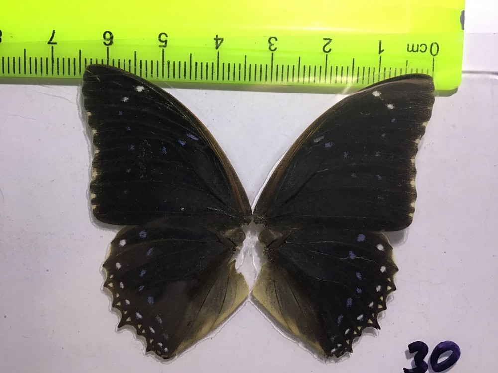 UAC 30  A+/ A  Charaxes   SALE