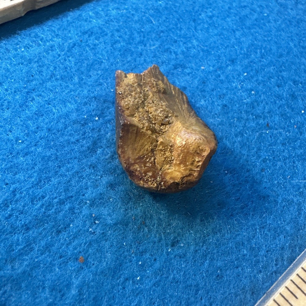 Spinosaurus Extinct Dinosaur Partial Tooth Fossil in Display Case