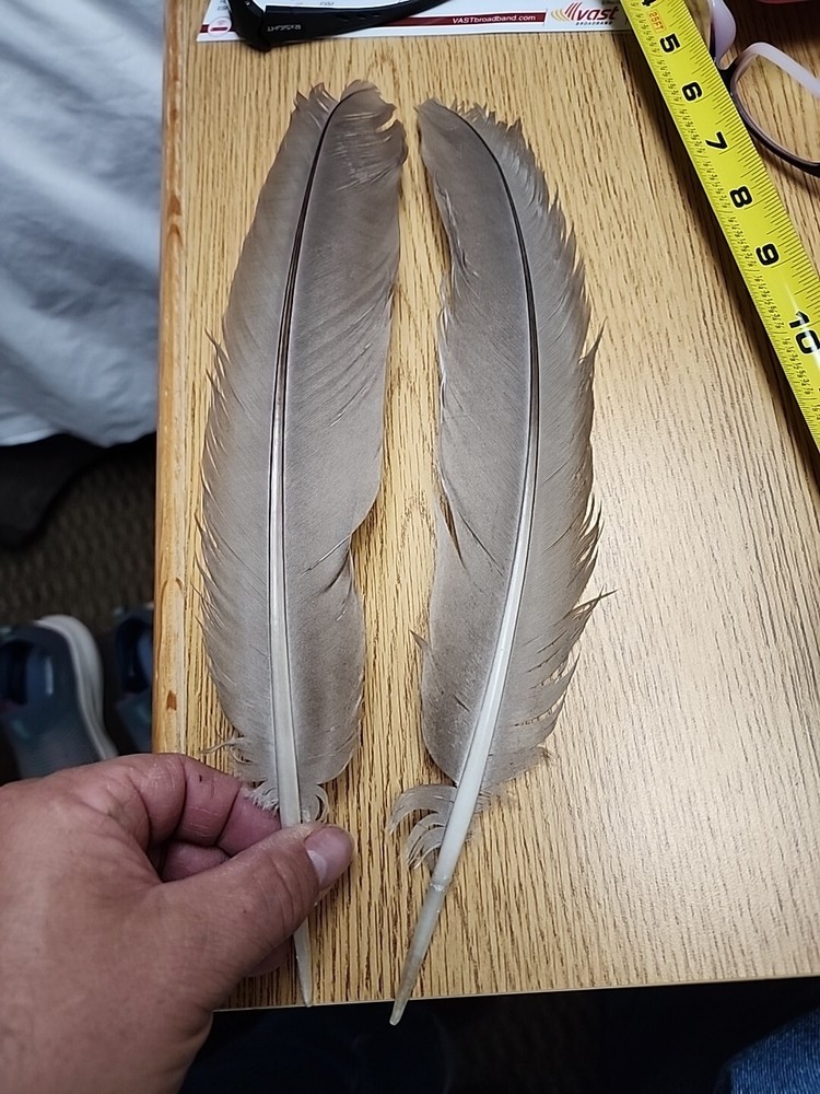 XBV51 Pair Opal / Grey Peacock  WingFeather