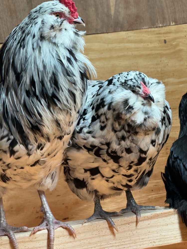 8 Ermine Ameracana Hatching Eggs beautiful blue eggs