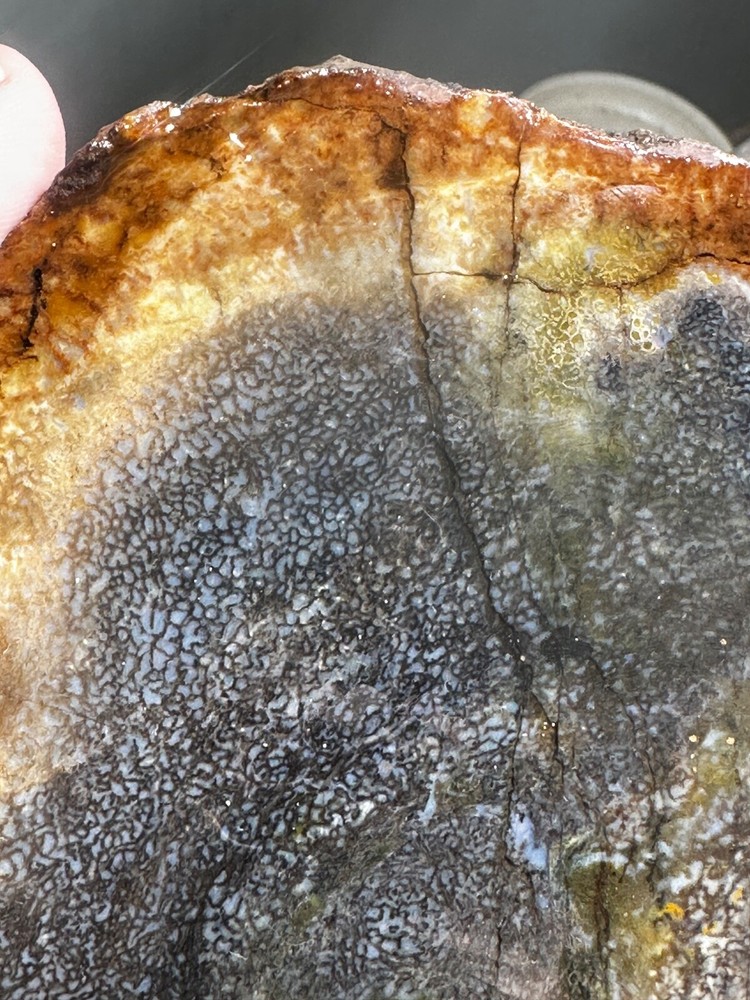 Dinosaur bone rough **hxtled Large end cut.